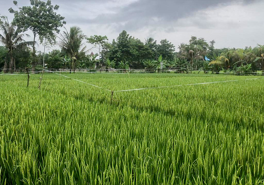 TANAH DI KAB. BOGOR - JTII05-1 - foto 4